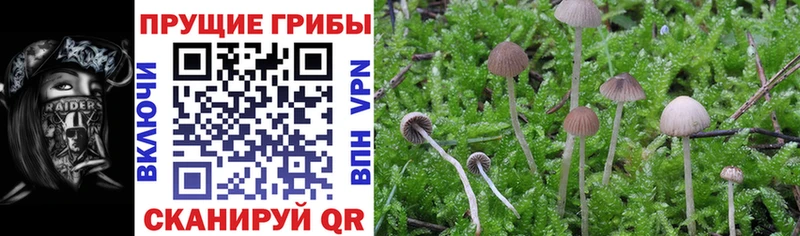 купить наркотик  MEGA рабочий сайт  Псилоцибиновые грибы Psilocybine cubensis  Пучеж 